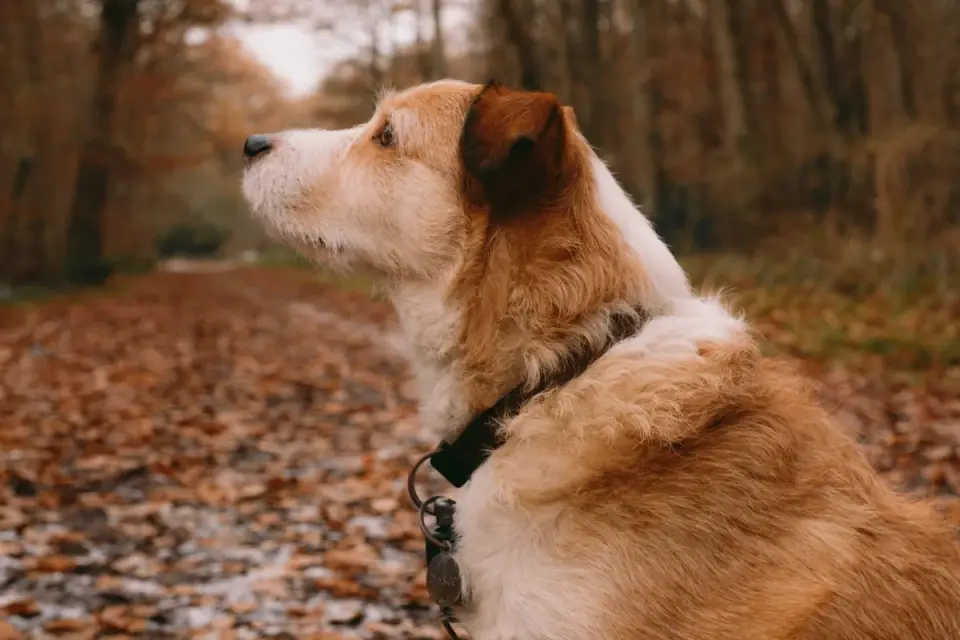 Dog sitting with an owner