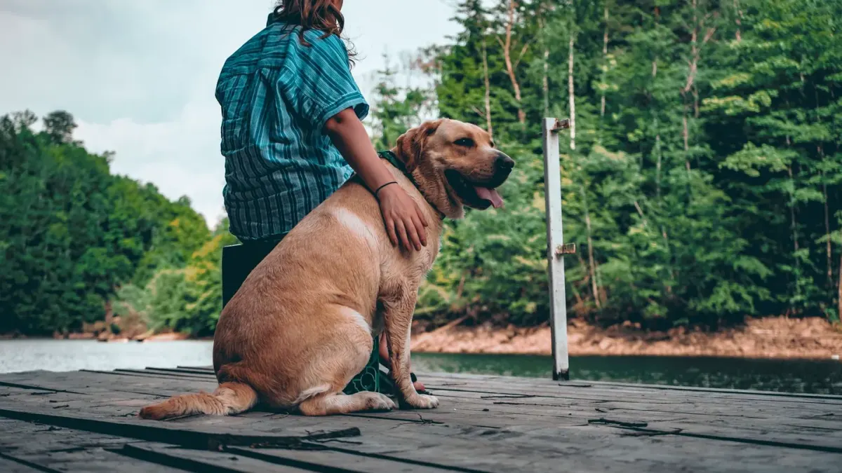 Dog sitting with an owner