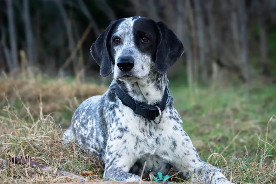 Dog sitting with an owner