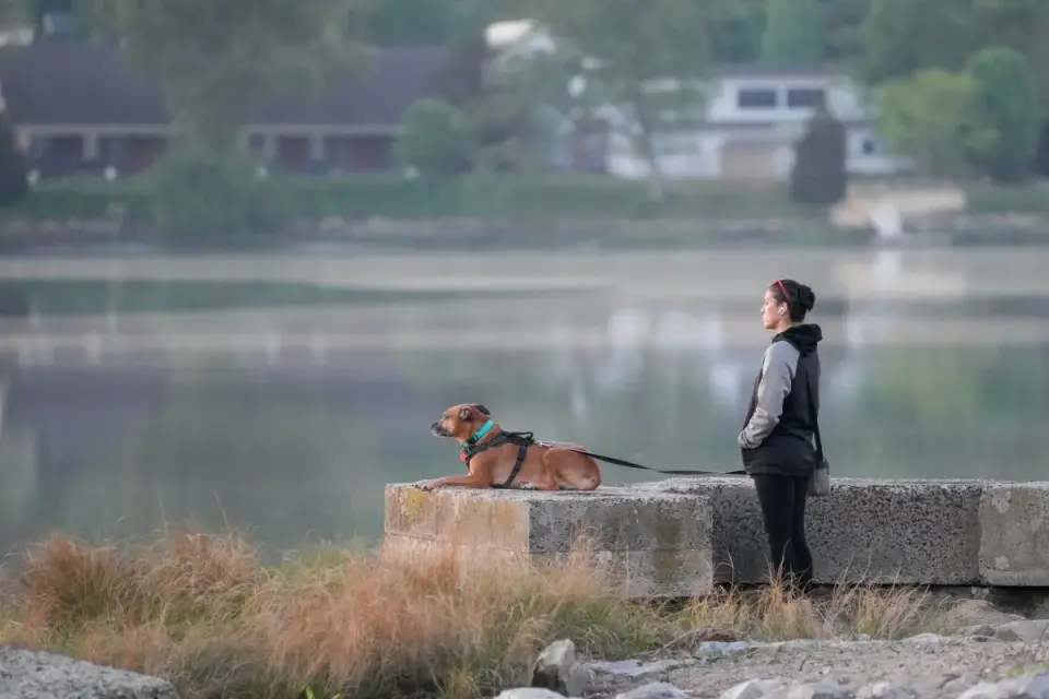 Dog sitting with an owner