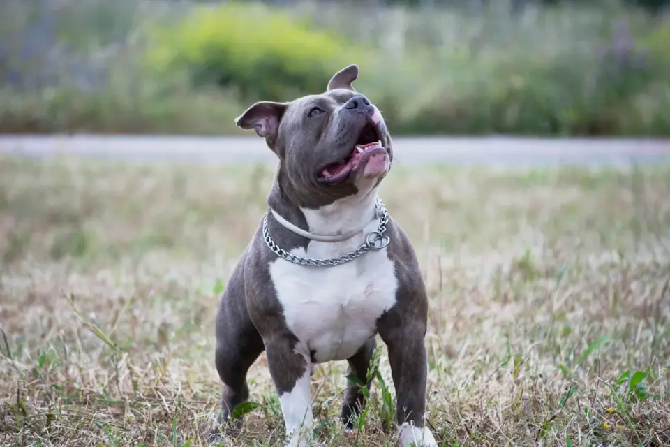 Dog sitting with an owner
