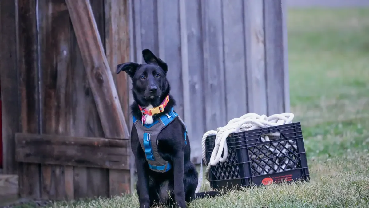 Dog sitting with an owner