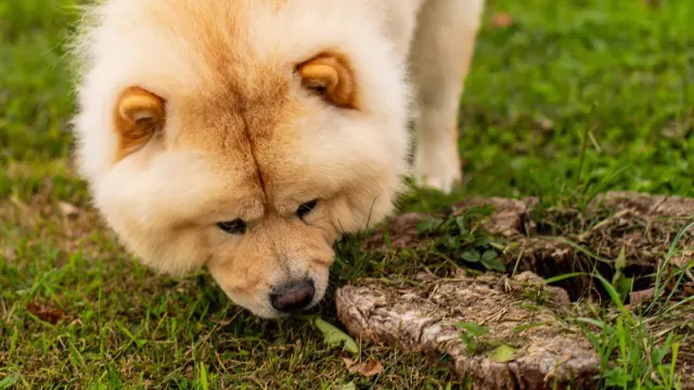 Dog sniffing at wild mushrooms growing in backyard grass