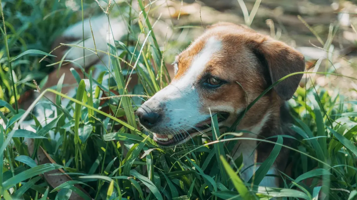 Dog sniffing grass