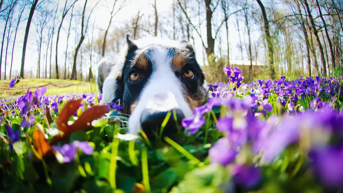 Dog sniffing grass