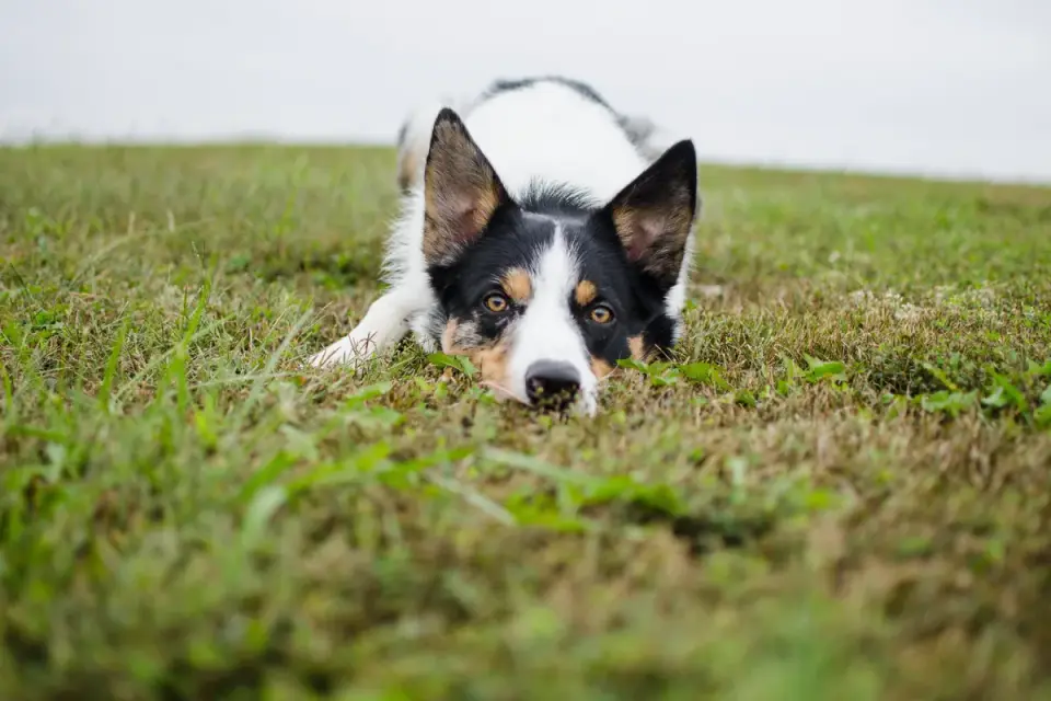 Dog sniffing grass