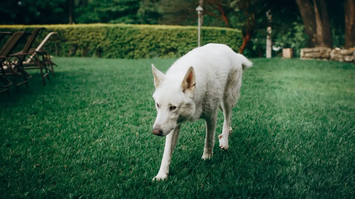 Dog sniffing grass