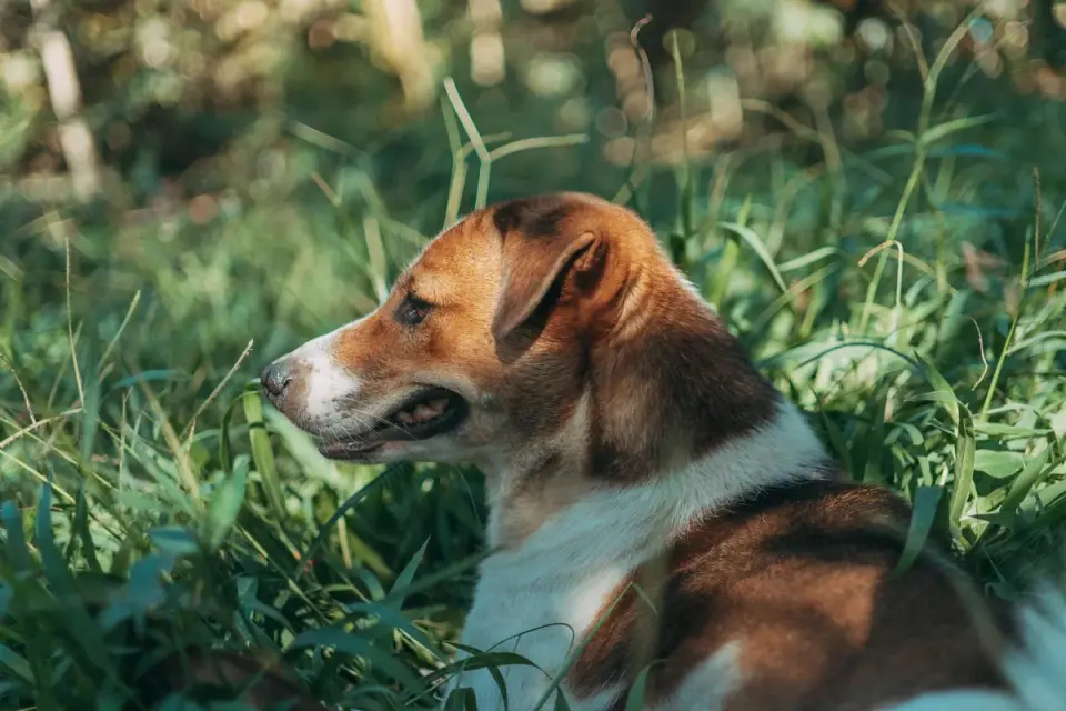 Dog sniffing grass
