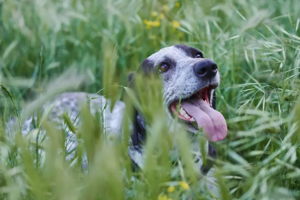 Dog sniffing grass