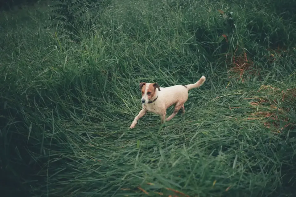 Dog sniffing grass