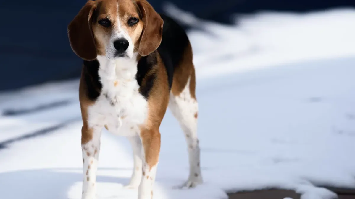 Dog standing indoors