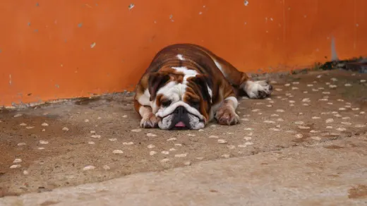 Dog standing up