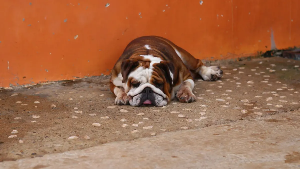 Dog standing up