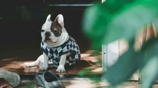 Dog standing up