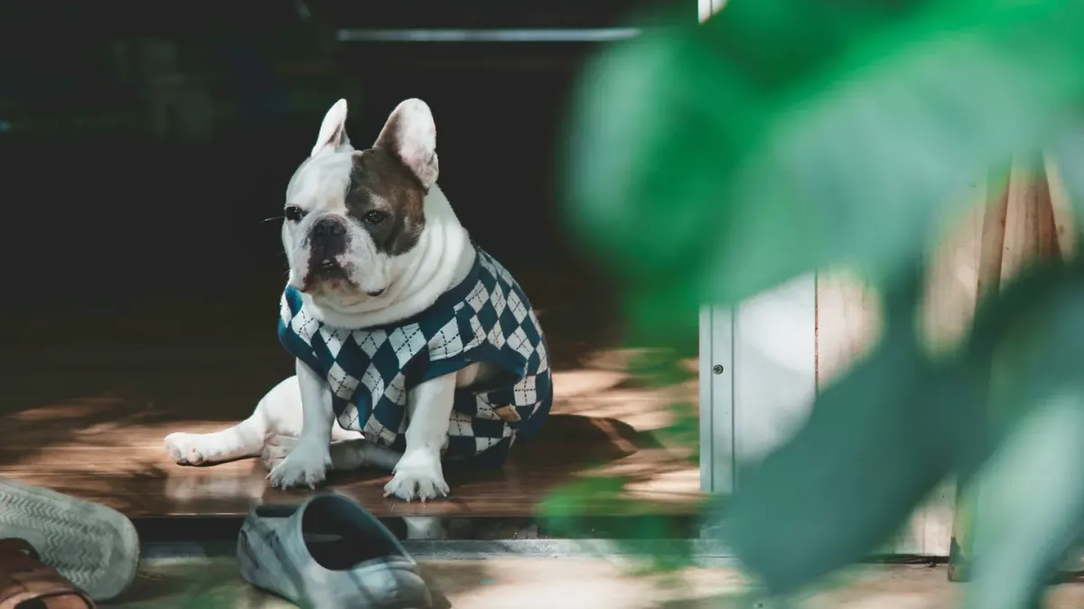 Dog standing up