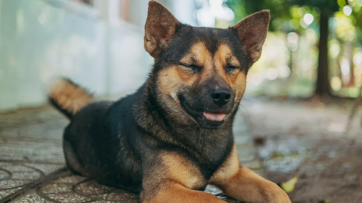 Dog stretching indoors