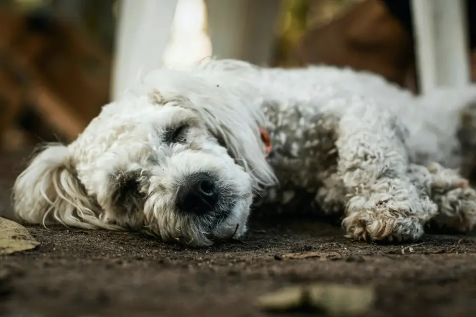 Dog stretching indoors