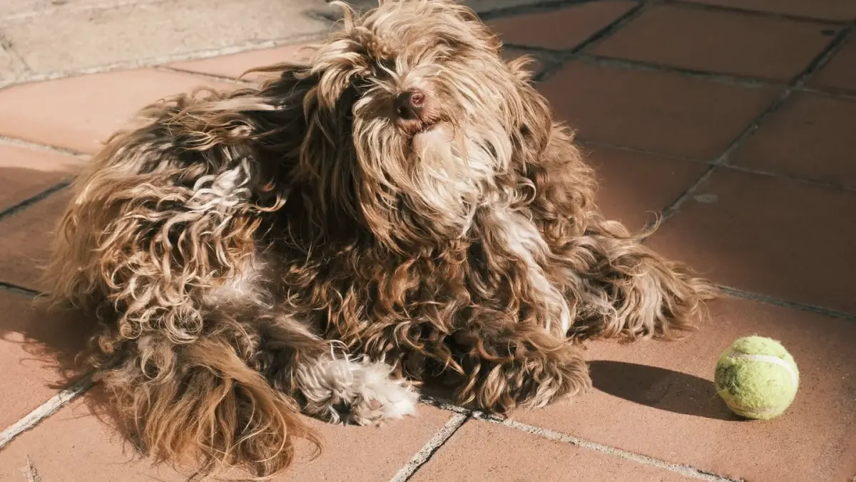 Dog stretching indoors