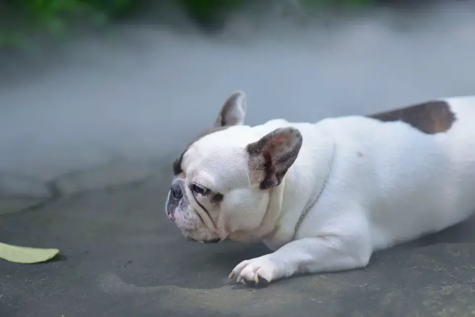 Dog stretching indoors