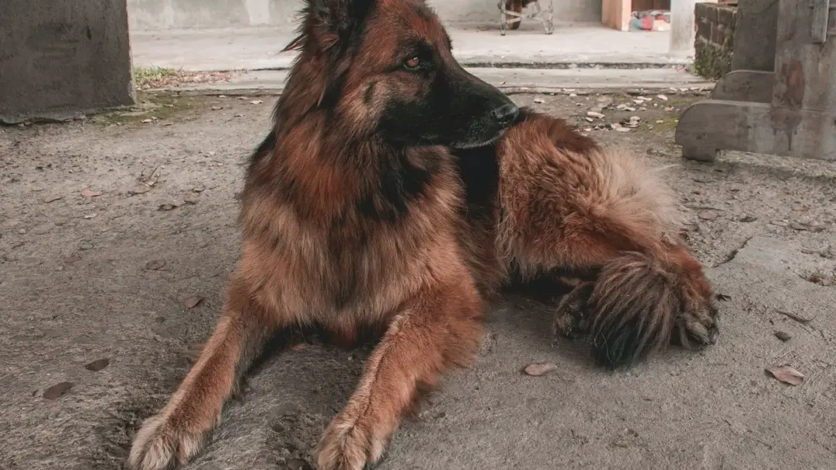 Dog stretching indoors