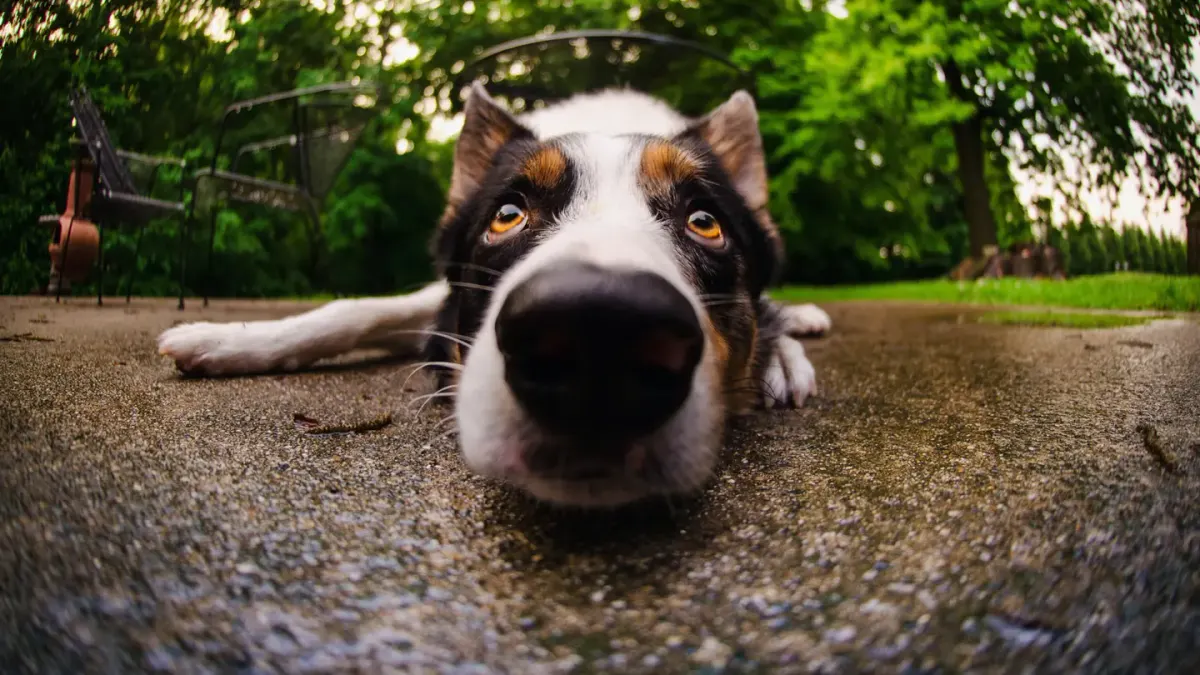 Dog stretching indoors