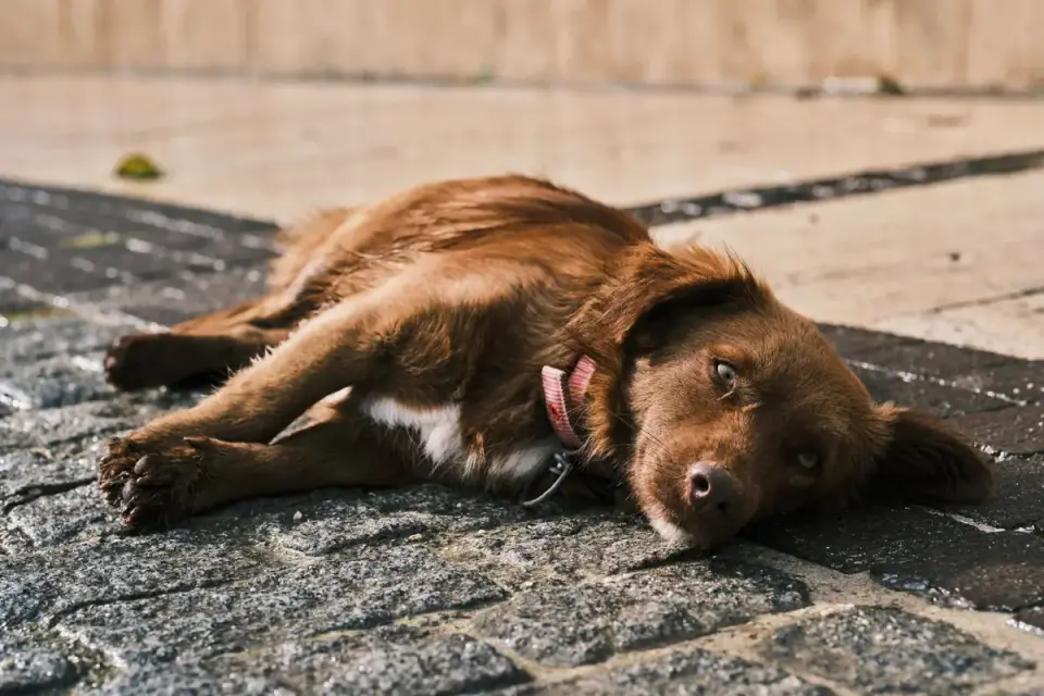 Dog stretching indoors