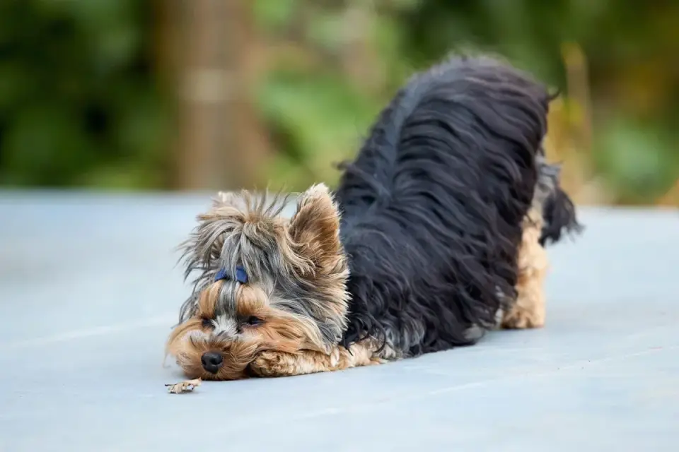 Dog stretching indoors