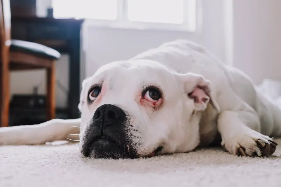 Dog stretching indoors