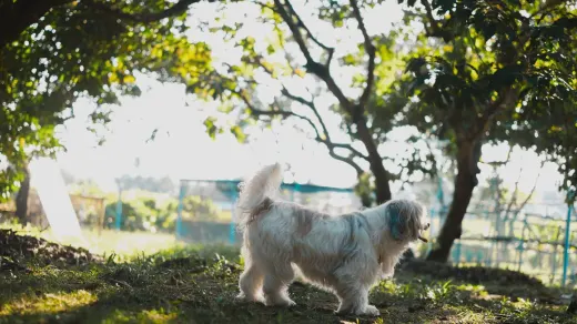 Dog stretching outdoors