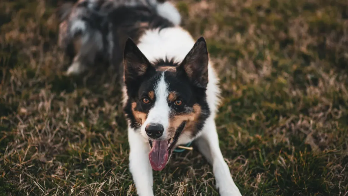 Dog stretching outdoors