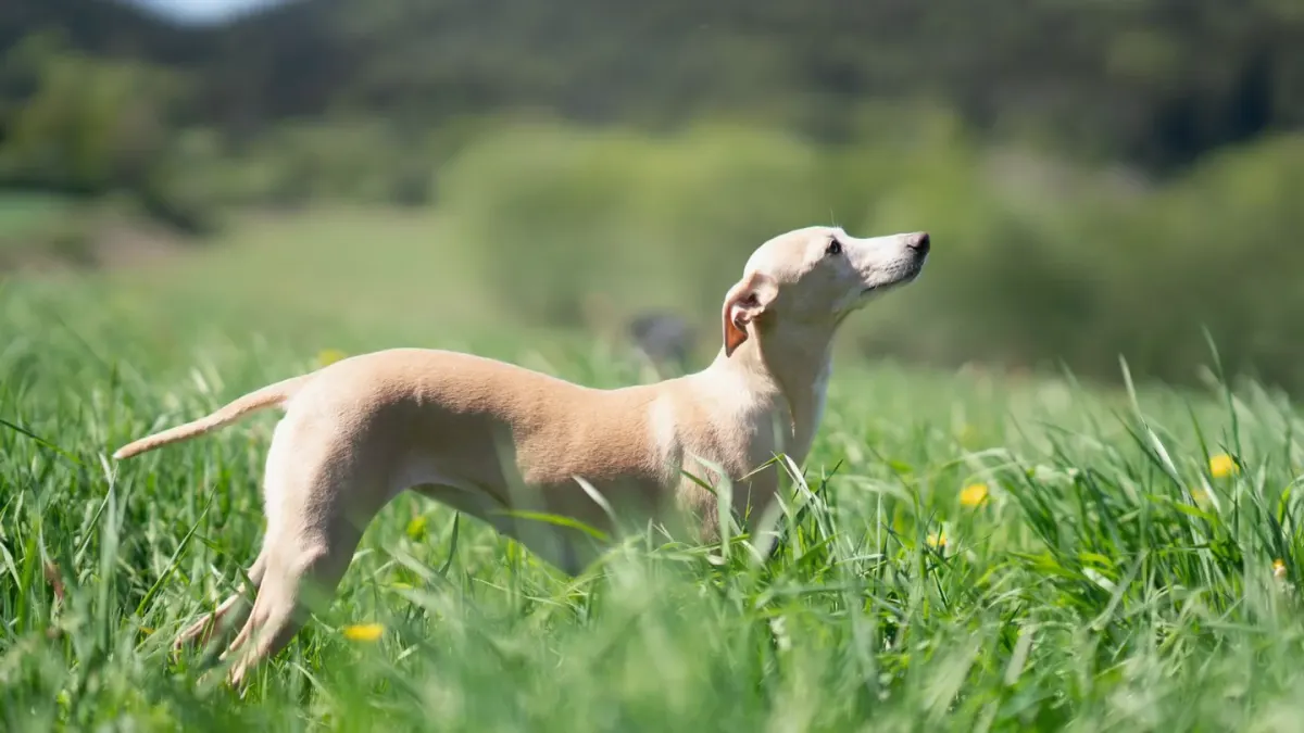 Dog stretching outdoors