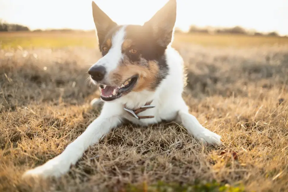 Dog stretching outdoors
