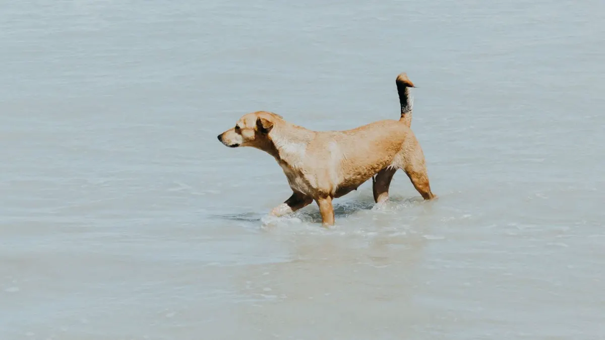 Dog swimming indoors