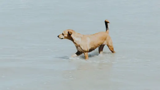 Dog swimming indoors