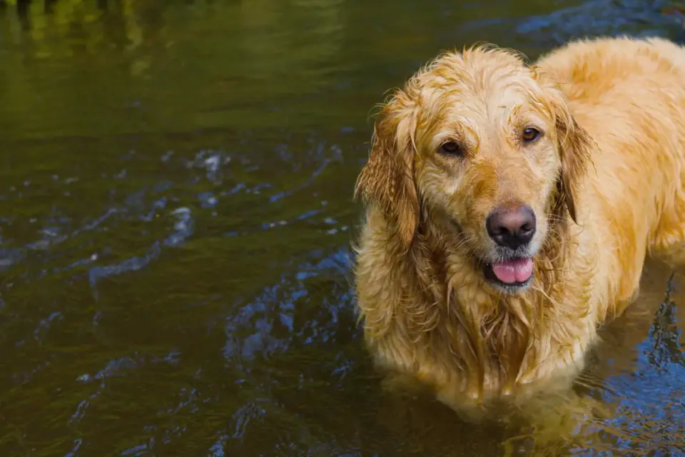 Dog swimming indoors