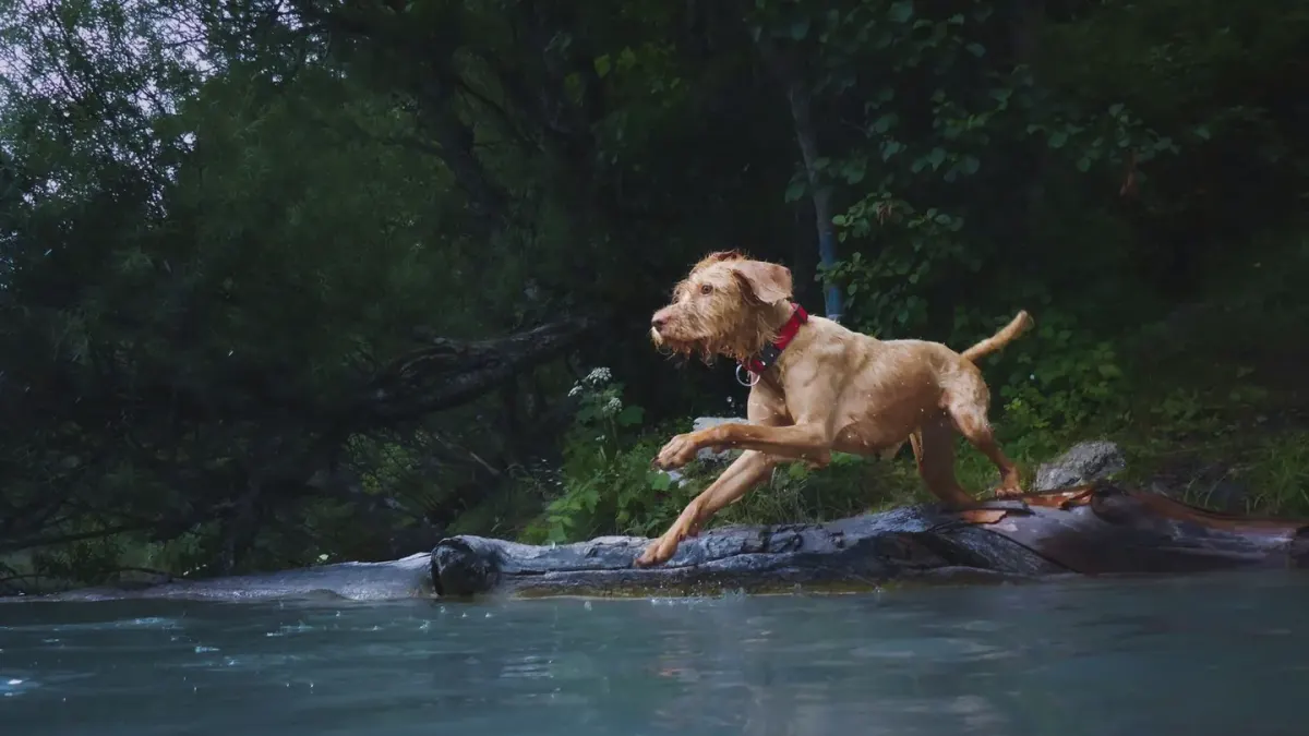 Dog swimming indoors