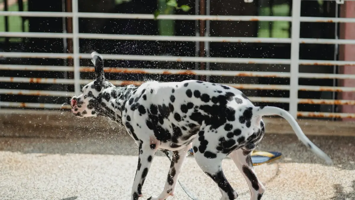 Dog swimming indoors