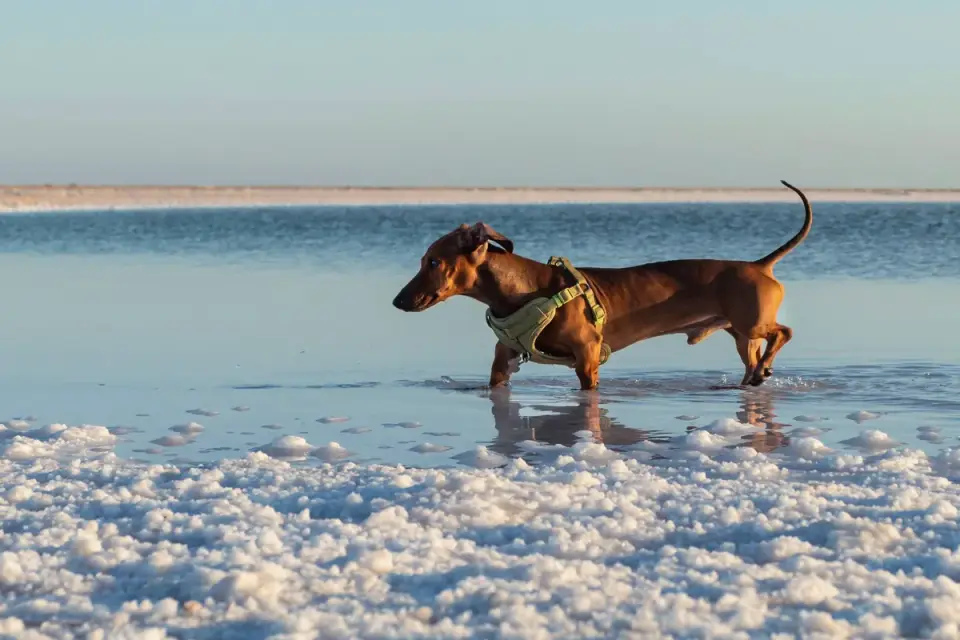 Dog swimming indoors