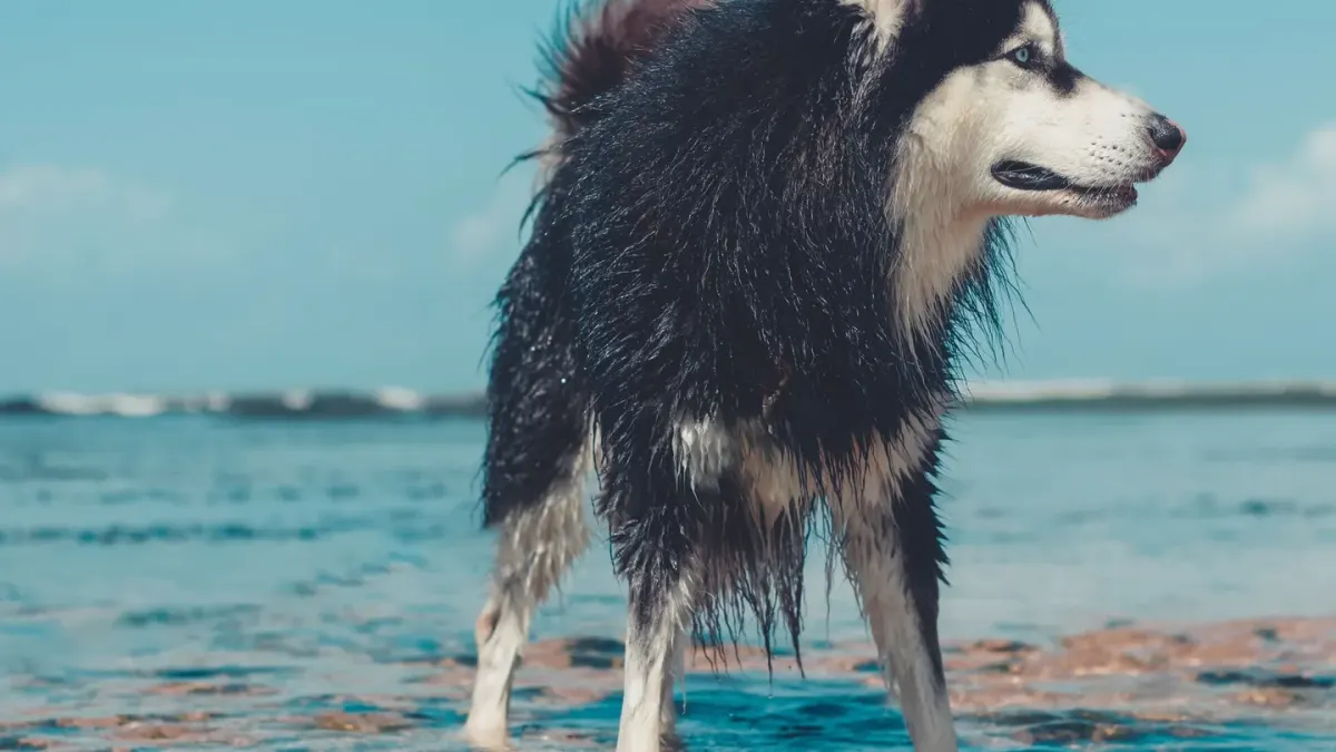 Dog swimming indoors
