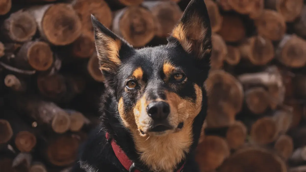 Dog tilting its head