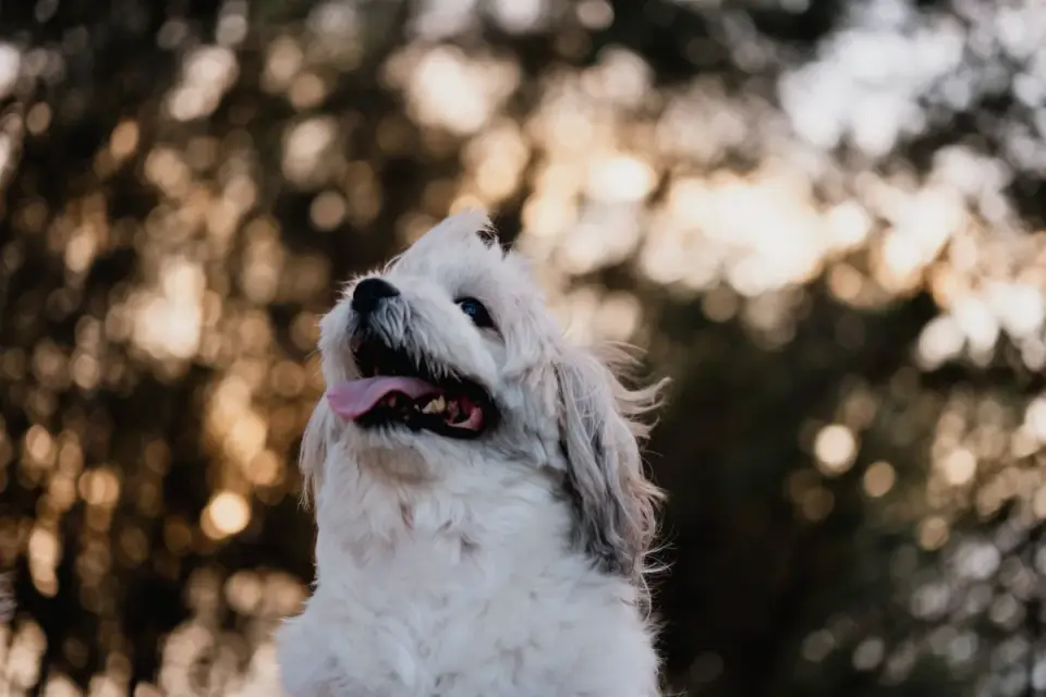 Dog tilting its head