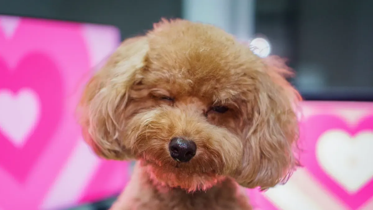 Dog tilting its head