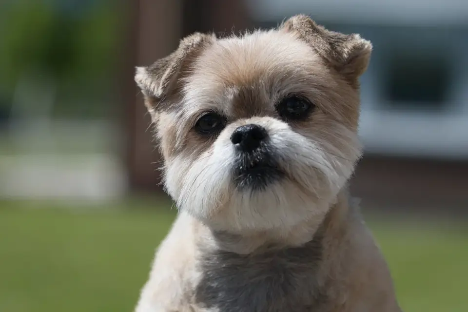 Dog tilting its head
