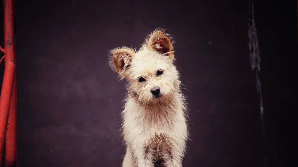 Dog tilting its head