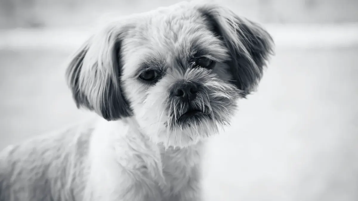 Dog tilting its head
