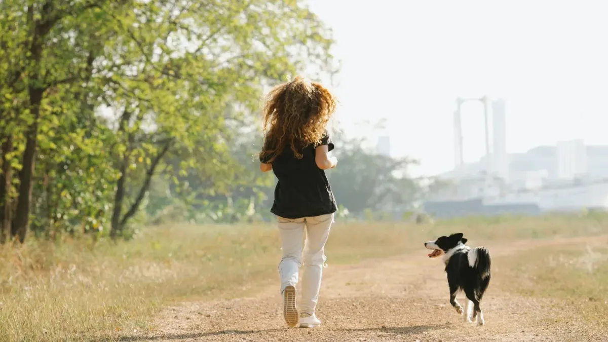 Dog traveling with an owner