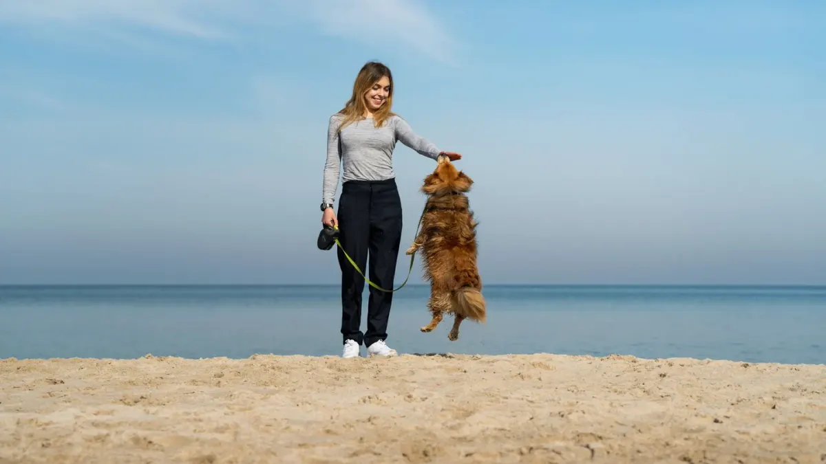 Dog traveling with an owner