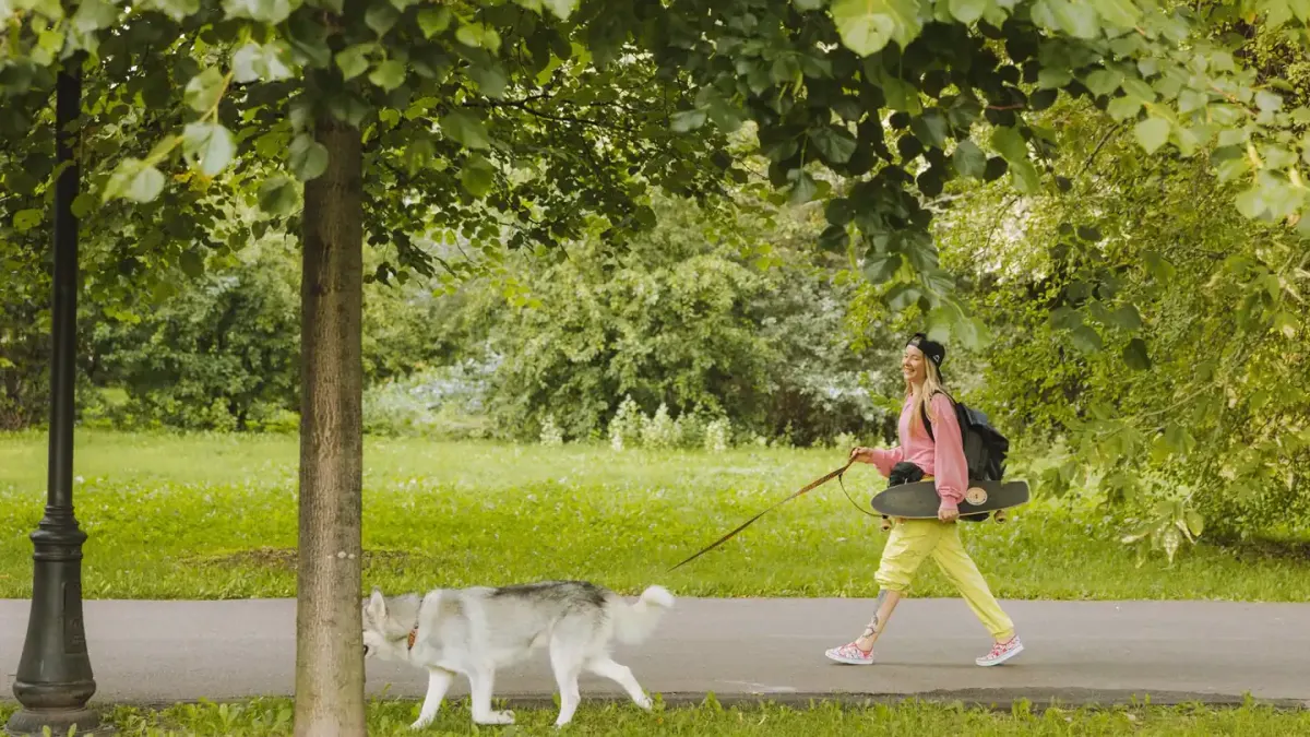 Dog traveling with an owner