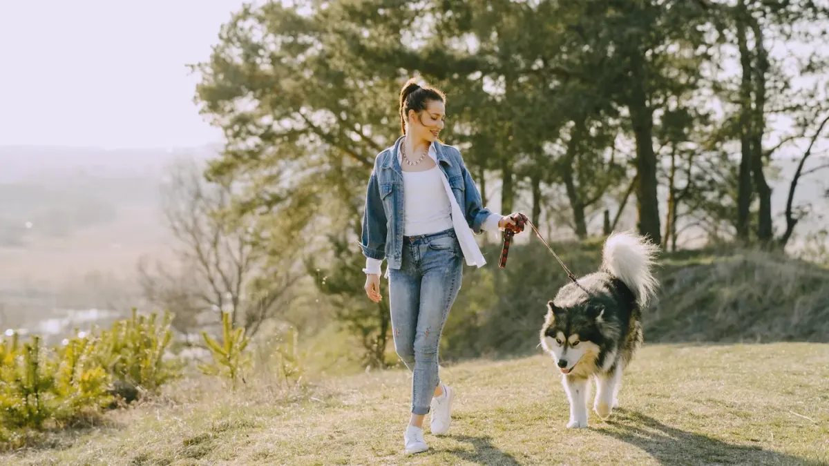 Dog traveling with an owner