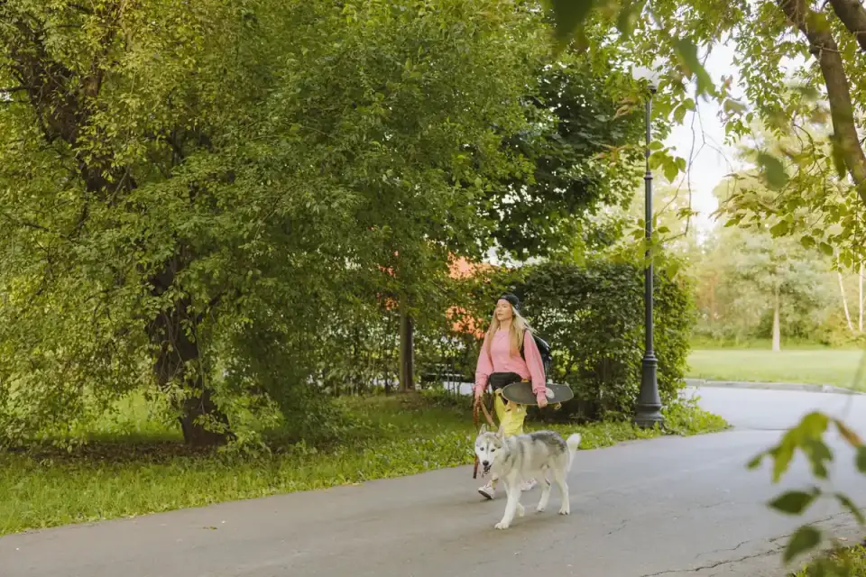 Dog traveling with an owner